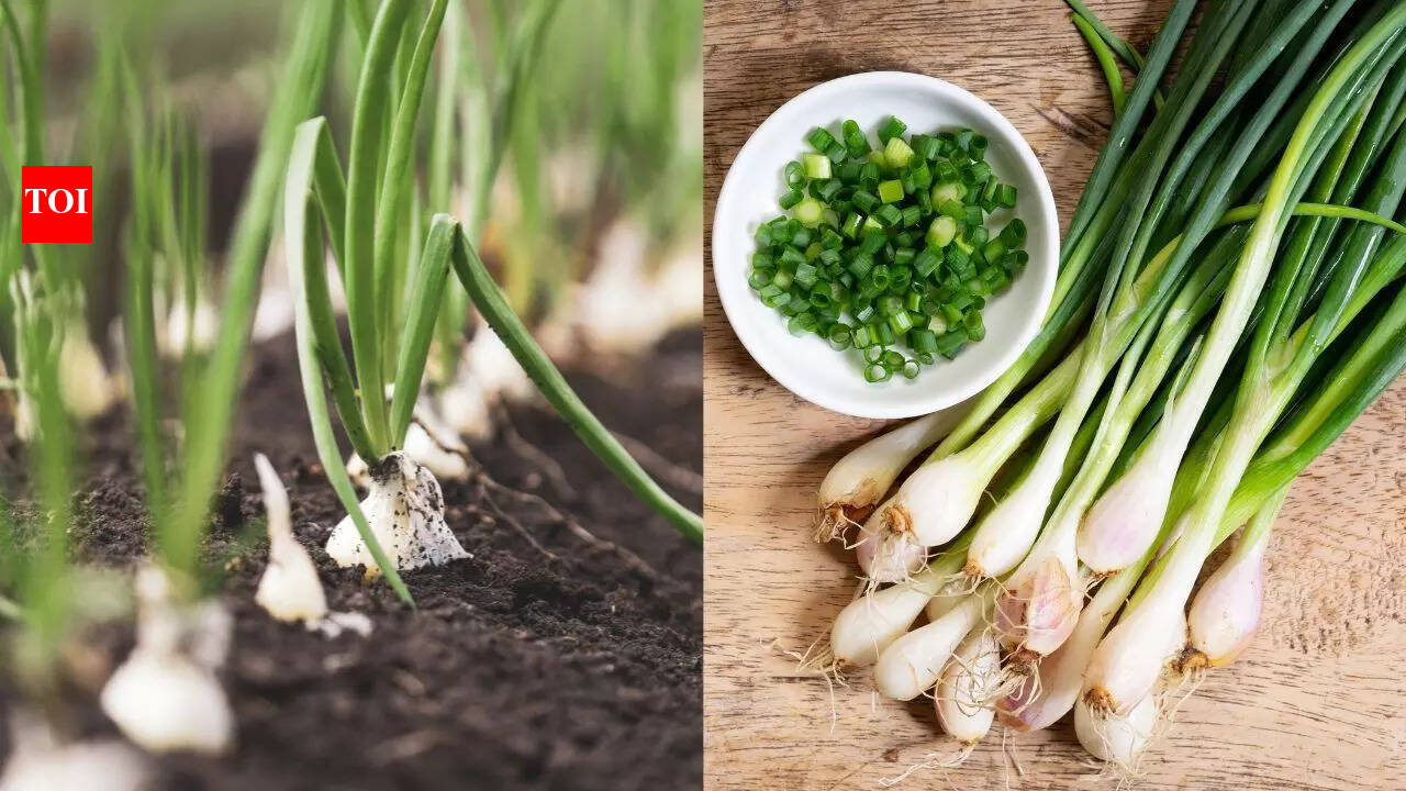 Growing Scallions At Home