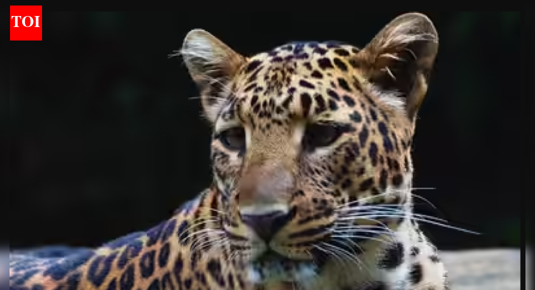 Drone fails, SDO dives into bushes to net injured leopard, Jungle Safari team saves life