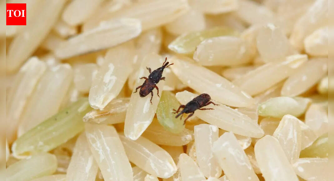 Tiny bugs in your rice? How rice weevils start and how to stop them