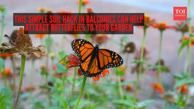 This simple soil hack in balconies can help attract butterflies to your garden