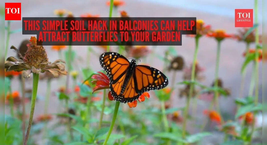 This simple soil hack in balconies can help attract butterflies to your garden