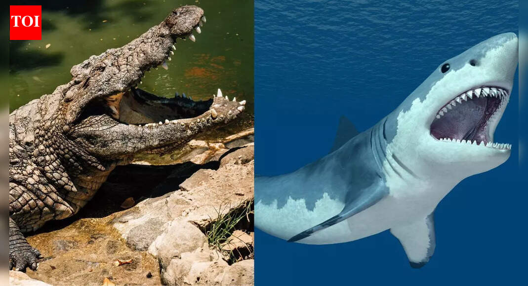 Crocodile vs shark: Understanding the key differences that decide who would win in a deadly encounter