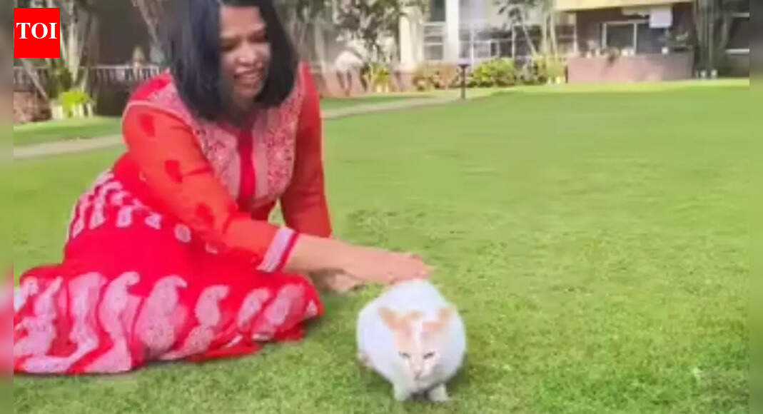 How a Bengaluru apartment found harmony with community cats