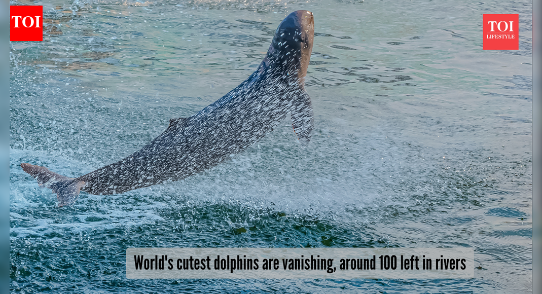 World's cutest dolphins are vanishing: Irrawaddy dolphins are racing to extinction!