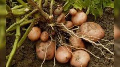 Potato prices slide further; delay in Bhavantar Bharpai compensation pushes white potato farmers to the brink: BKU (Charuni)