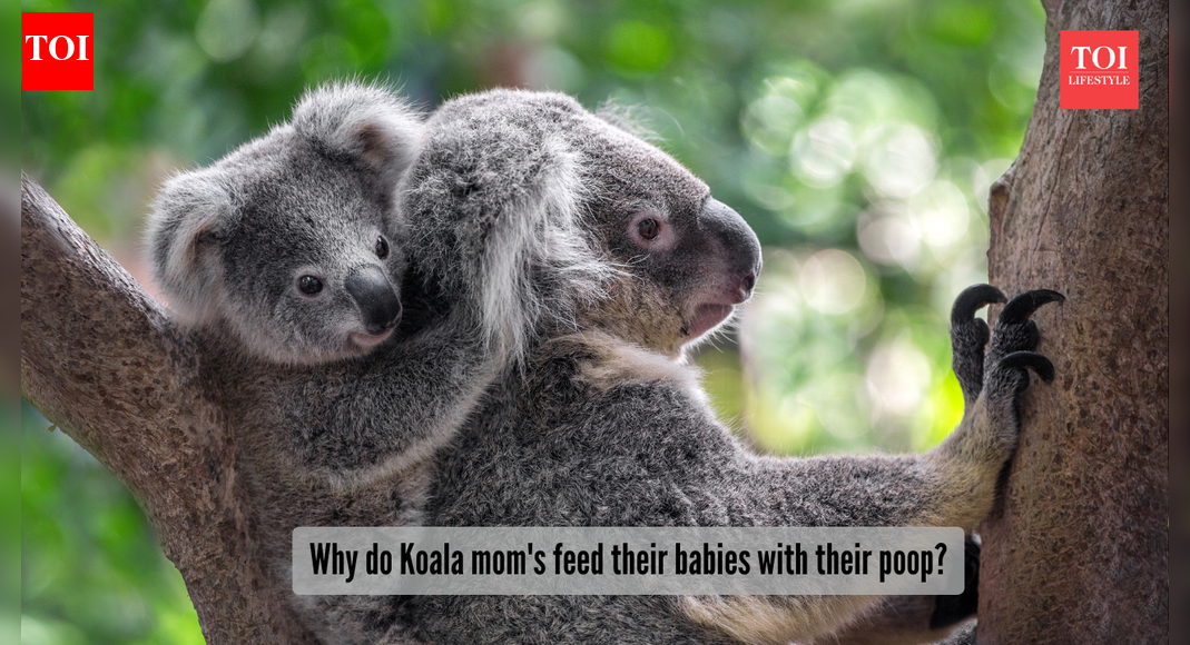 Gross or genius? Why do Koala mom's feed their babies with their poop?