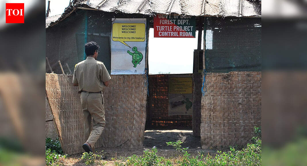 Olive Ridley nesting season begins with 99 eggs laid at Morjim