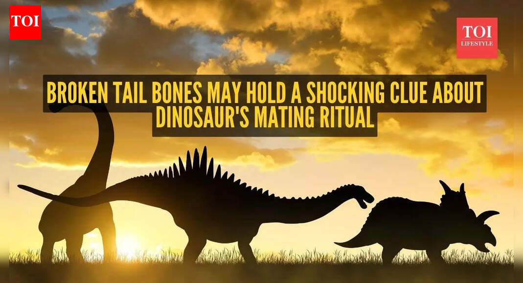 Broken tail bones may hold the clearest evidence of dinosaur mating
