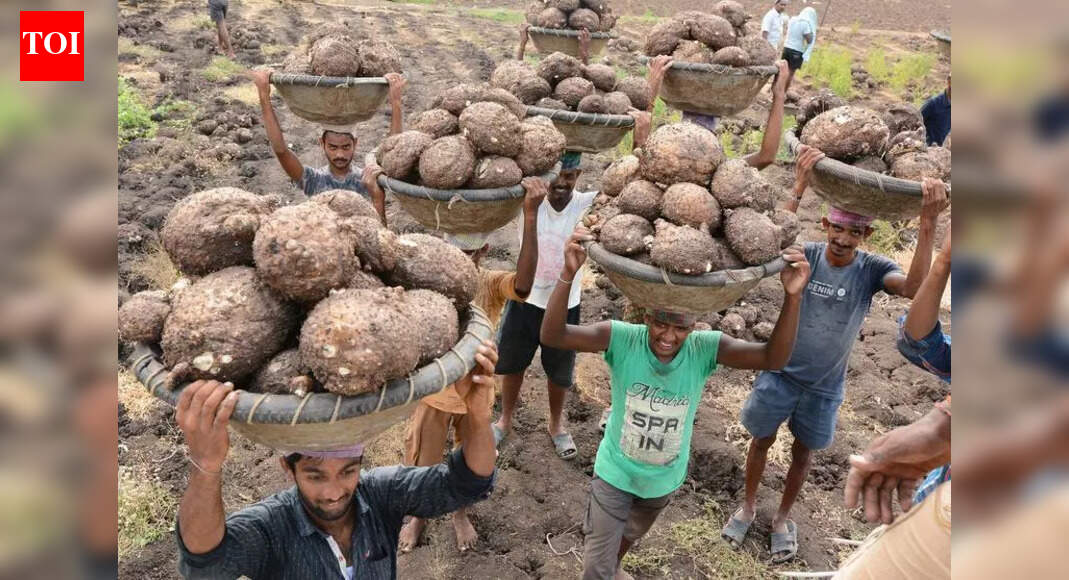 Potato prices slide as compensation delay pushes farmers to brink