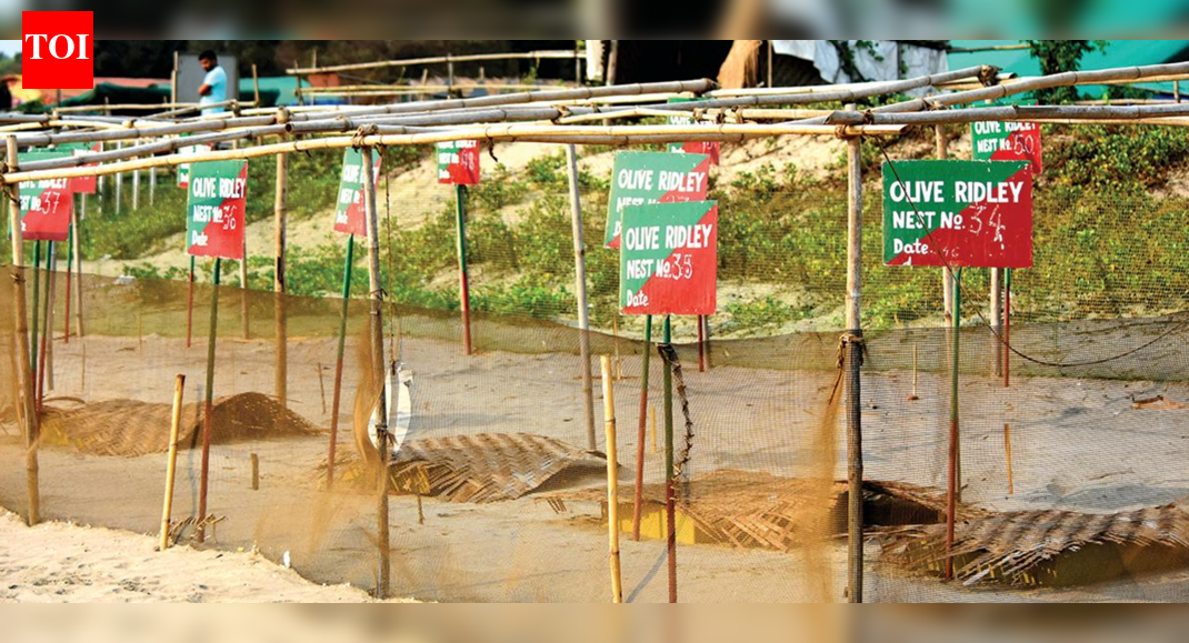 In season’s first N Goa nest, olive ridley lays 99 eggs