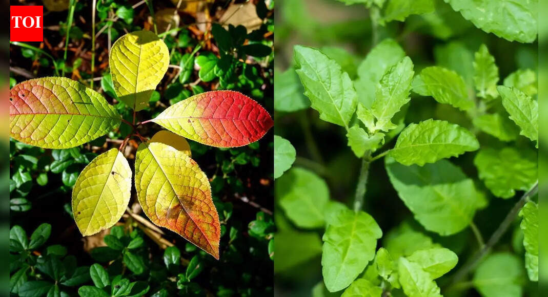 Can a bael-tulsi drink help manage blood sugar naturally