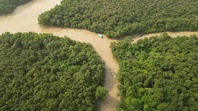 Bhitarkanika fest showcases benefits of mangrove trees