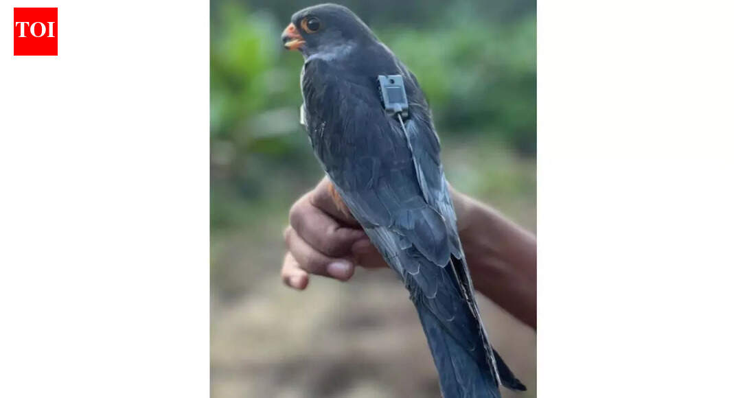 Tiny Amur falcons fly 5,000 km in five days to reach Zimbabwe after a record-breaking journey from India