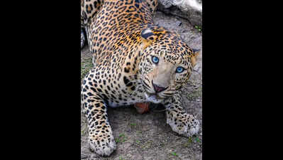 Forest department increases vigilance after fresh leopard sighting near Thane-Mulund fringes
