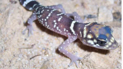 Meet the barking gecko: Tiny desert lizard with astonishing vocal skills for survival and communication in Africa’s harshest environments