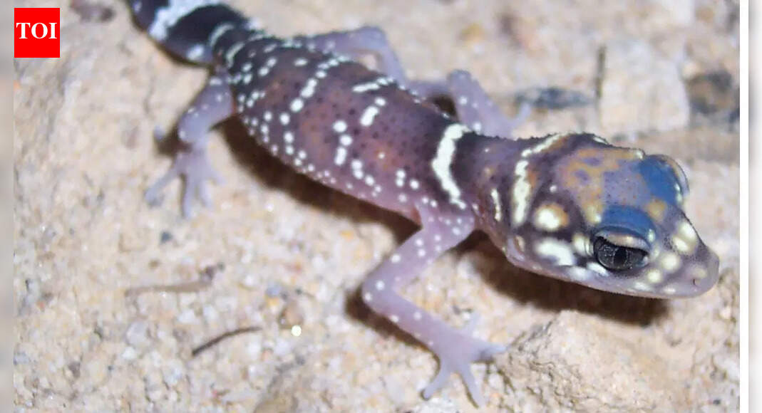 Meet the barking gecko: Tiny desert lizard with astonishing vocal skills for survival and communication in Africa’s harshest environments