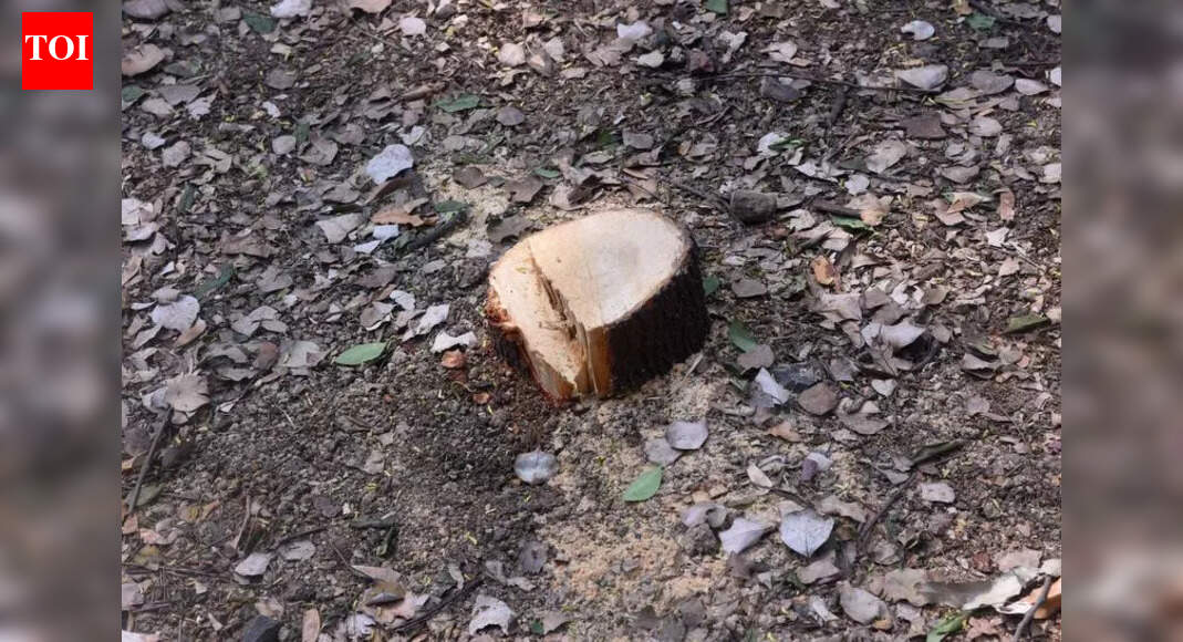 2 sandalwood logs stolen from Buxar temple recovered