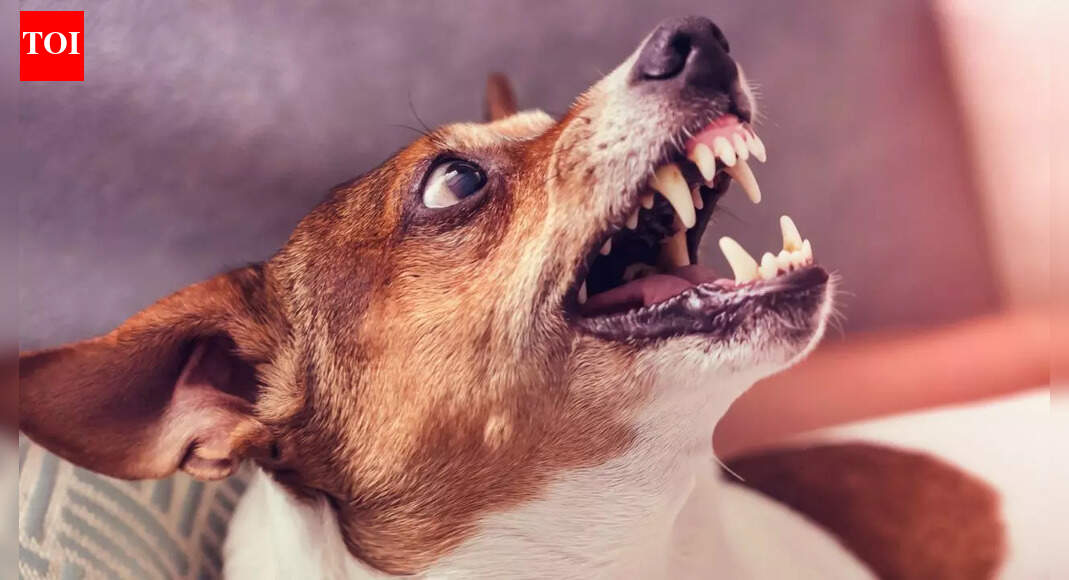 Rabies scare: Nearly 200 vaccinated after consuming raita in UP; milk from dog-bitten buffalo used