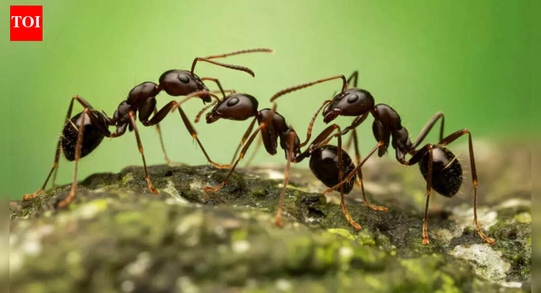 How to get rid of ants in plant soil without harming your plants