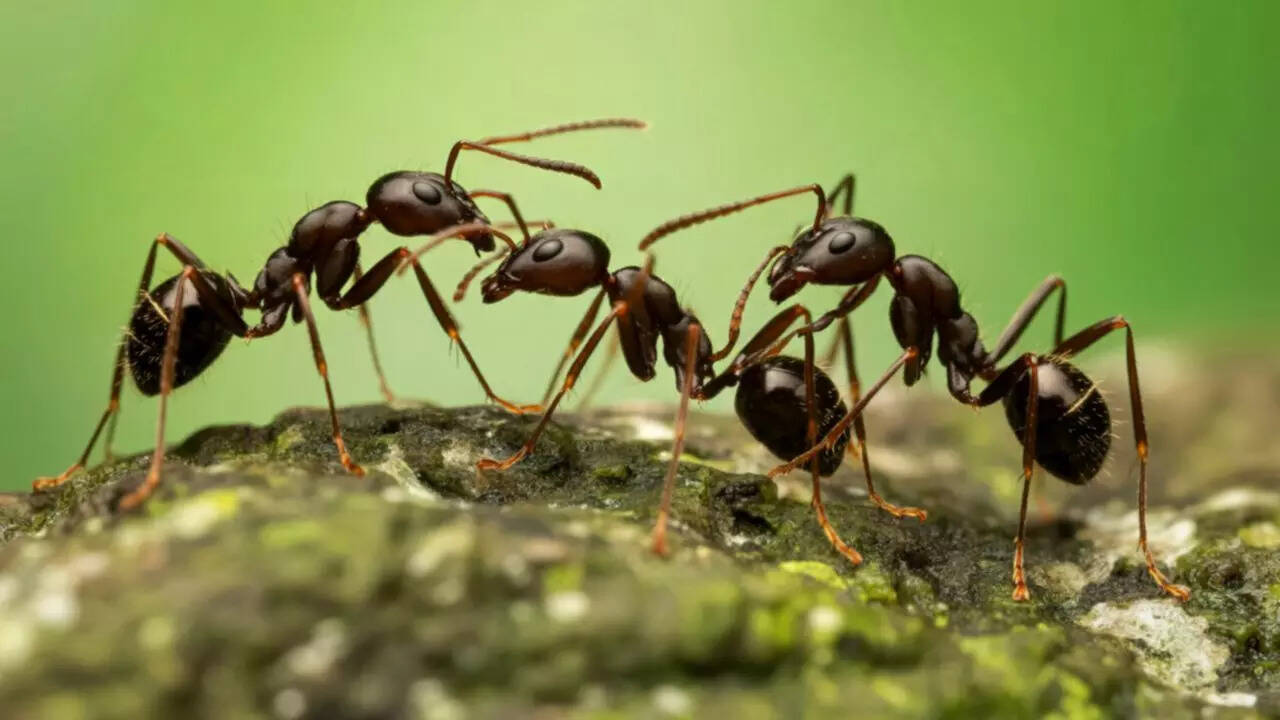 How to get rid of ants in plant soil without harming your plants | - The  Times of India