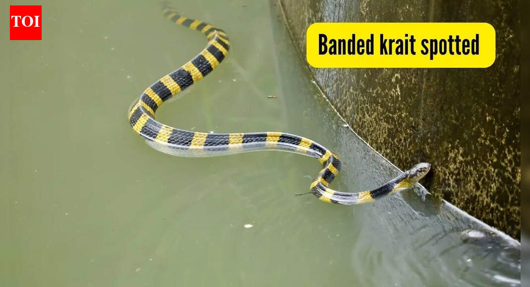 A rare venomous snake spotted in this part of India; video goes viral