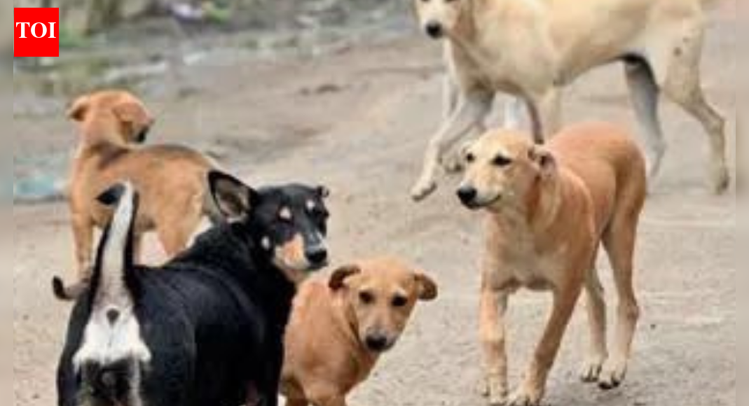 Delhi schools told to appoint ‘stray dog nodal officers’; teachers question role shift