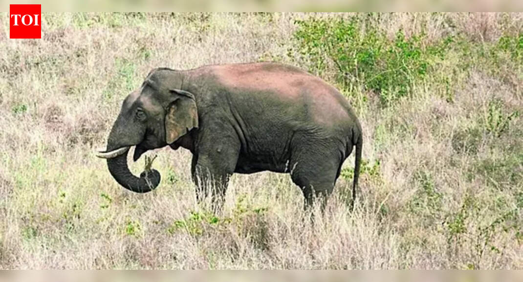 Elephants raid Chhattisgarh's paddy centres night after night; over 70 bags damaged