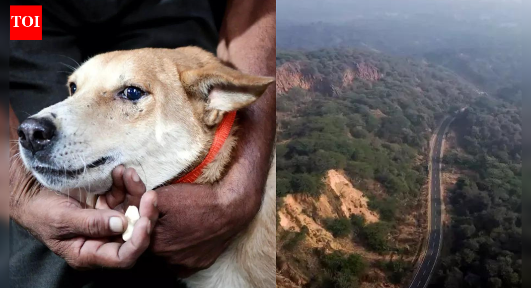 Aravalli, stray dogs & fireworks: 2025 was a year of flip flops in SC