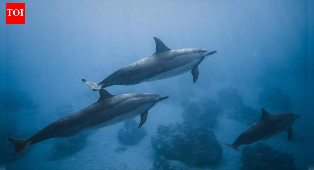 Ocean guardians: Dolphins formed a protective circle around father and daughter during a shark encounter