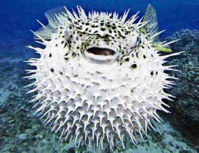Fugu, the ‘deadly’ fish to be banned