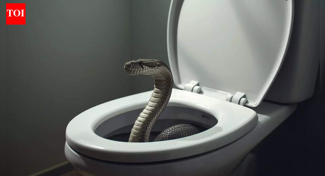 What attracts snakes to emerge from toilet bowls?