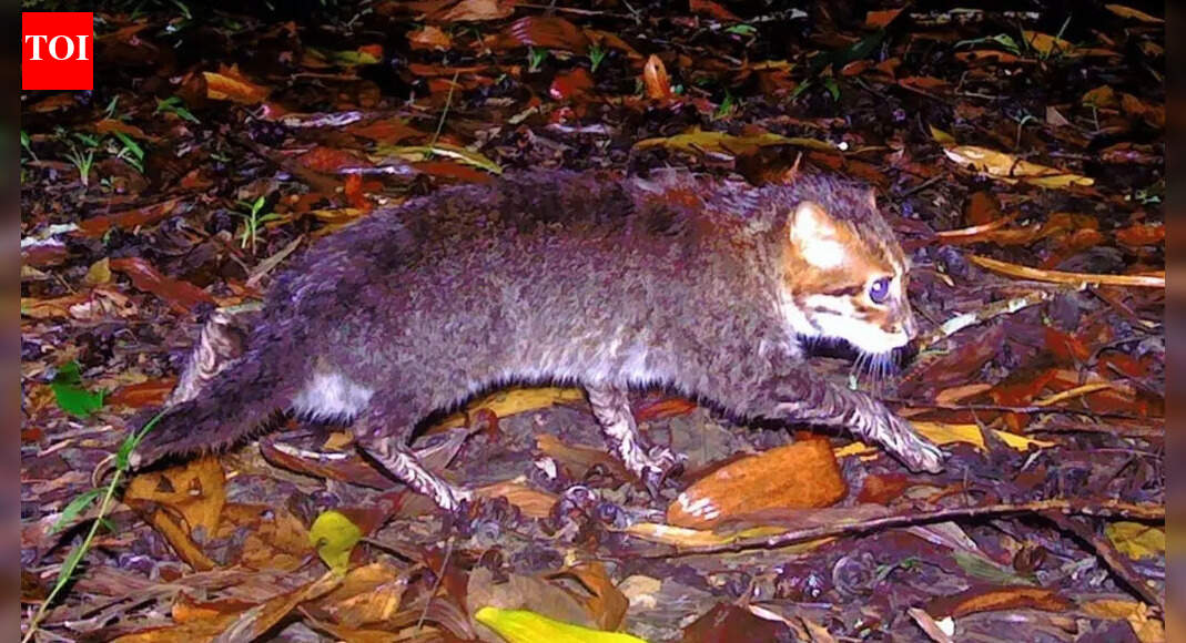 Flat-headed cat returns to Thailand after 30 years: Camera traps reveal breeding survival in southern wetlands once feared lost