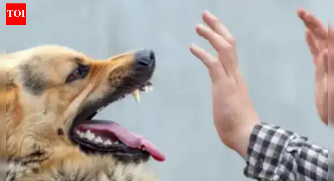 Dispute over pet: Dog bite escalated into quarrel between neighbours in Delhi's Geeta Colony