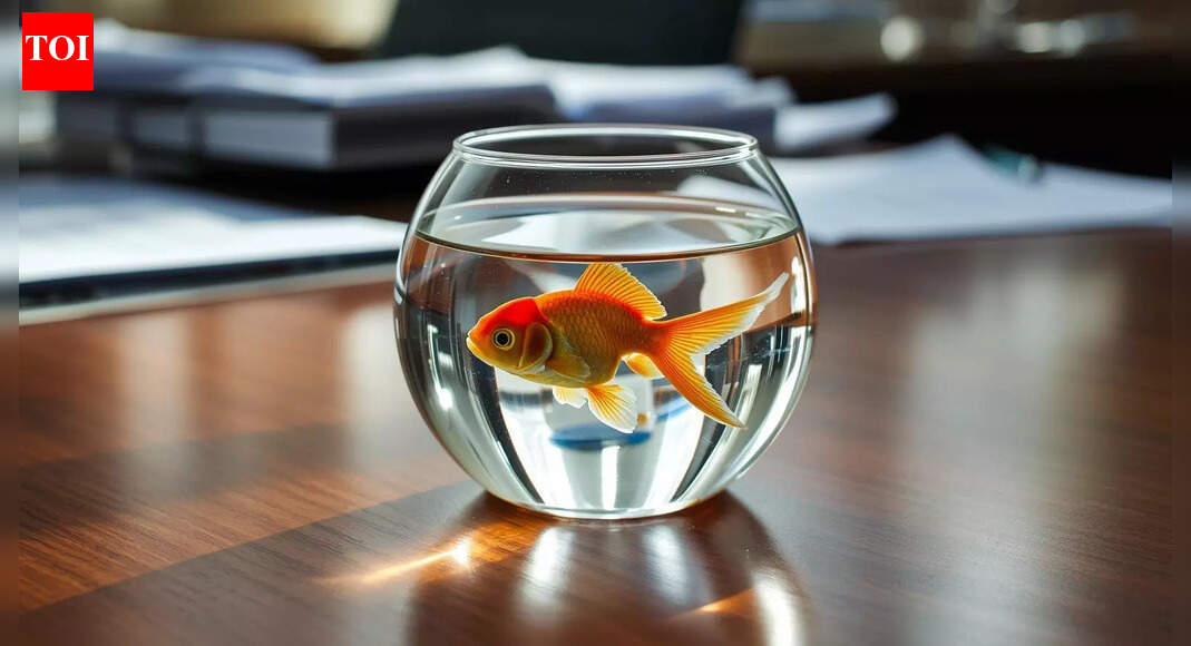 Keeping a goldfish on your office desk is a cruelty on that fish