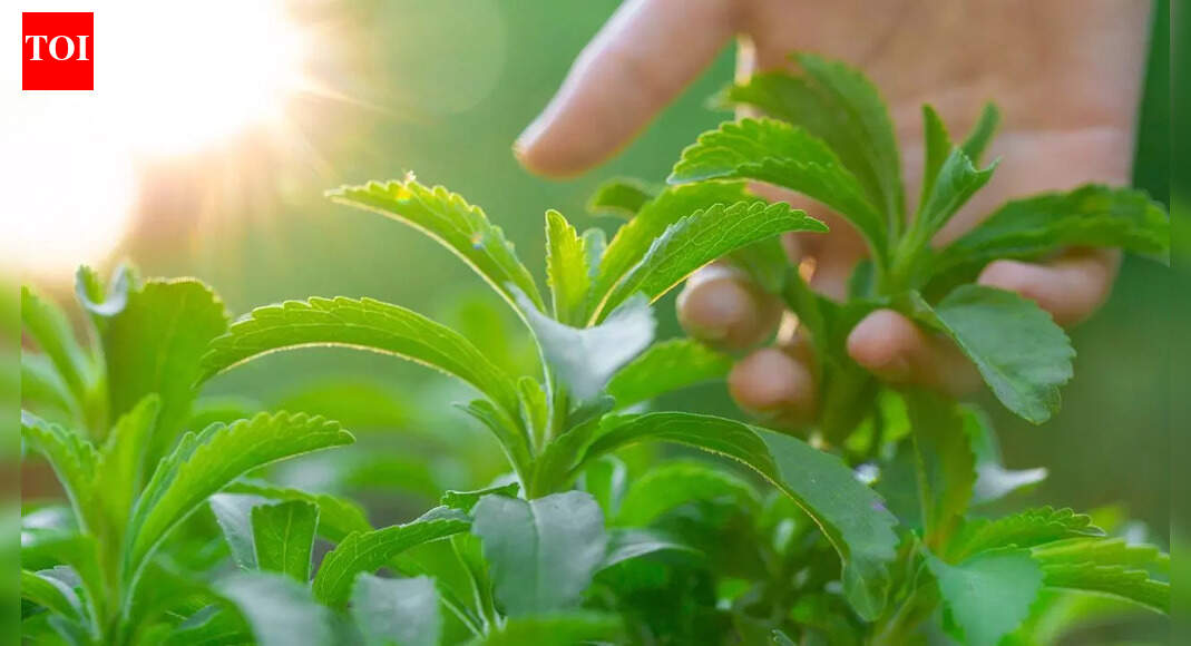 How to grow stevia at home for natural sweetness all year round