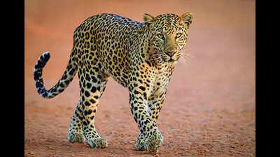 Leopard attack in Chhattisgarh village leaves man critically injured