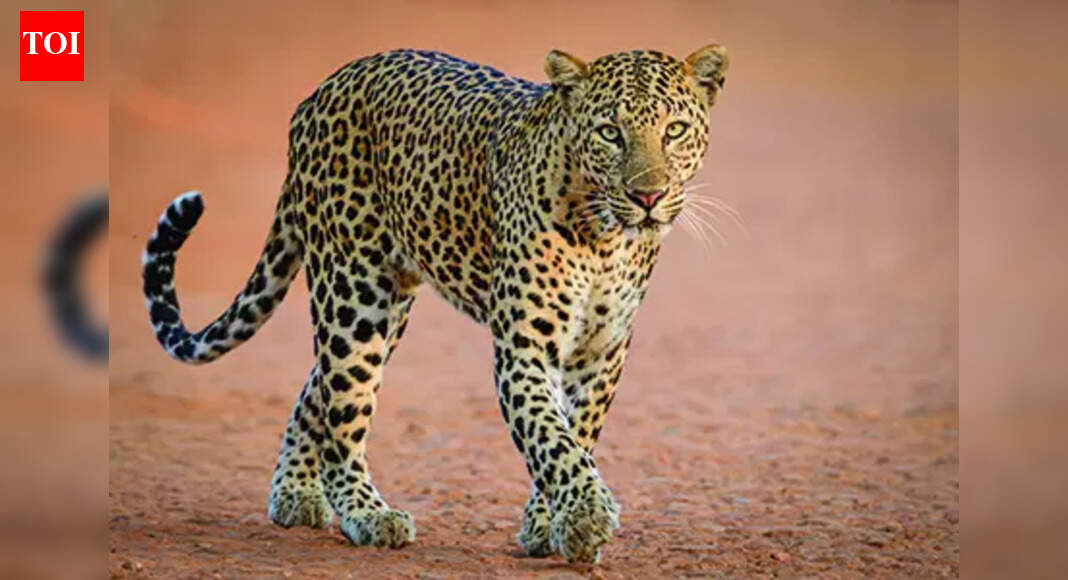Leopard attack in Chhattisgarh village leaves man critically injured