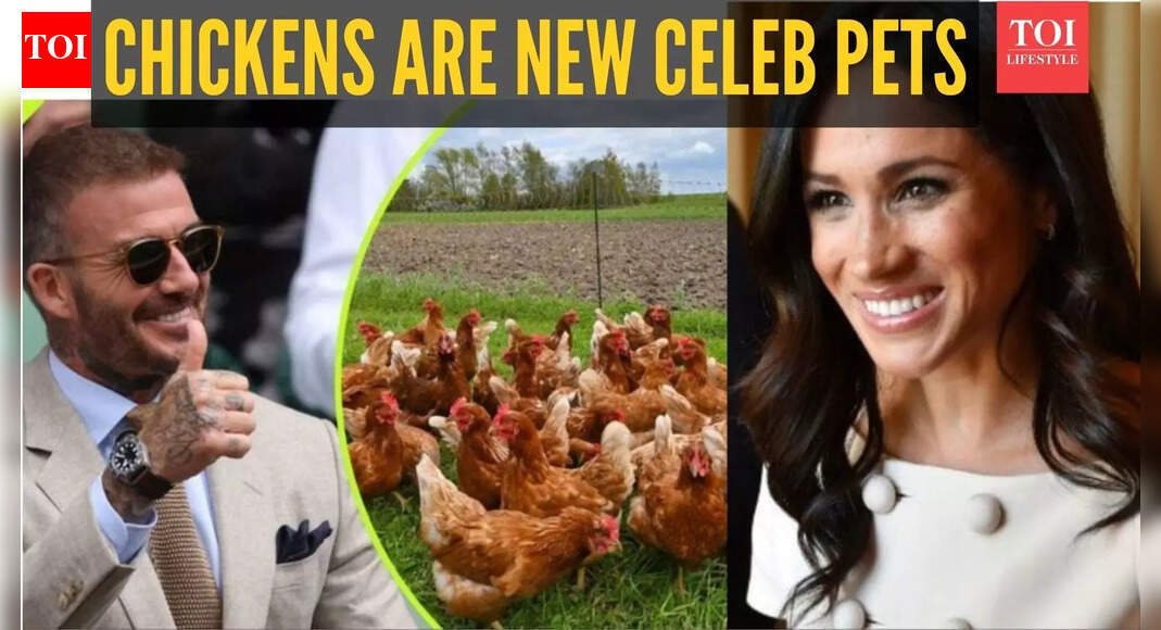 David Beckham to Meghan Markle: 5 celebrities who keep chickens in their backyard