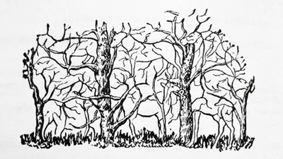 Optical illusion: The first animal you spot isn’t a personality test, but it says something about how you think