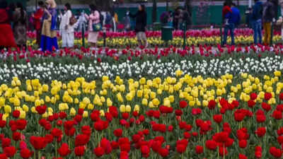 European-style winter in Delhi: Why tulips, not roses or marigolds, are leading the city’s seasonal makeover