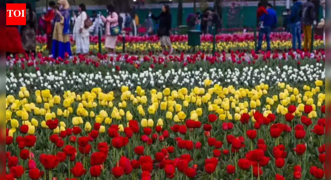 European-style winter in Delhi: Why tulips, not roses or marigolds, are leading the city’s seasonal makeover