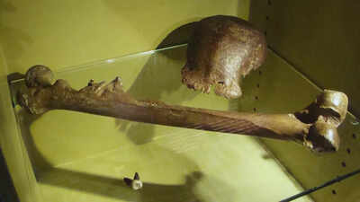 ‘Java Man’ fossils return home to Indonesia after 130 years in the Netherlands; why it is significant