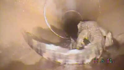 ‘Alligators in the sewer’ myth may be real after all: City workers discover a live alligator beneath the streets in shocking video