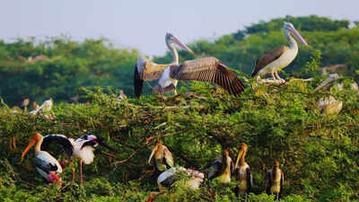 This hidden wetland in Uttar Pradesh just got eco-sensitive status; it's also a birding paradise