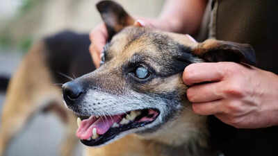 Dog cataracts vs nuclear sclerosis: How to identify, treat, and protect your dog’s vision