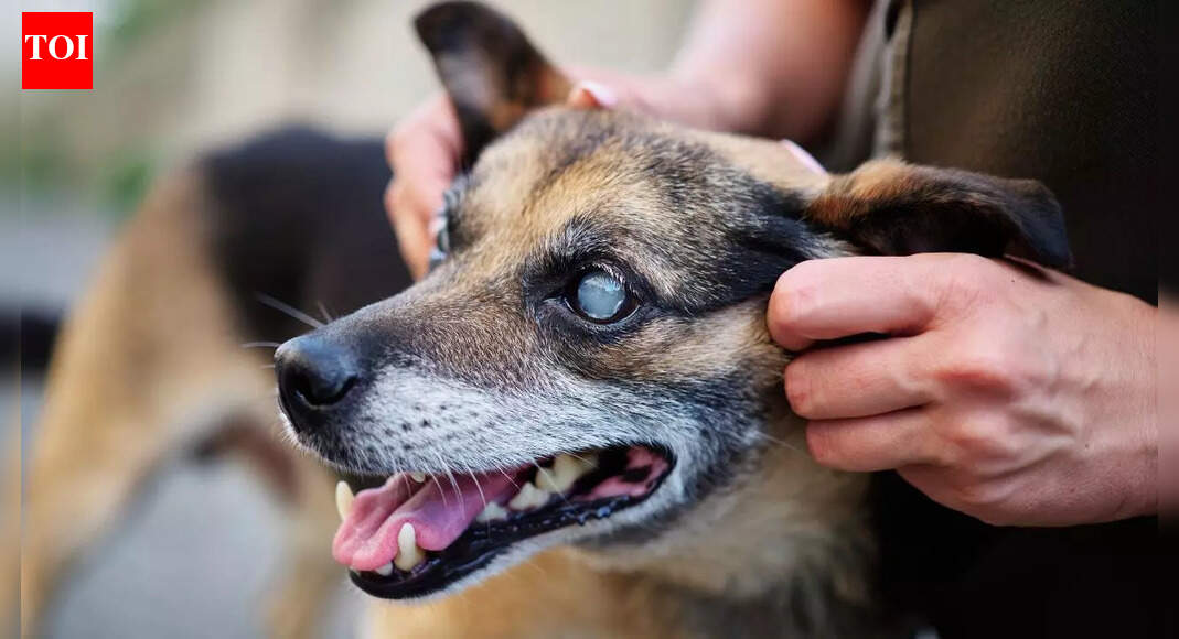 Dog cataracts vs nuclear sclerosis: How to identify, treat, and protect your dog’s vision