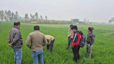 Joint survey finds no yellow rust in wheat crops across Ambala and Panchkula blocks