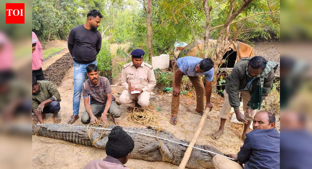 11-ft-long crocodile caught by forest staff, released into river