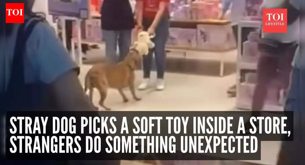 Watch: Stray dog picks a soft toy inside a store, strangers do something unexpected