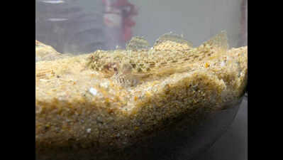Scientists find Pacific fish in sea near Gopalpur